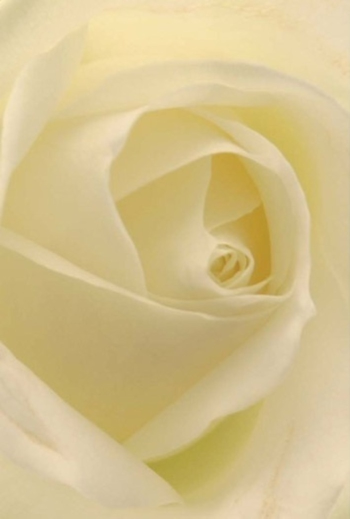 Gazing into this classic white rose, brought to life by the skilled artisans at Harlington Florist, you are swept into a state of tranquility and refinement. Every petal, from pure white heart to creamy outer rim, is layered with seamless precision, holding gentle shadows as if collecting the last act of daylight over Harlington's leafy avenues. The flower is both a symbol and a canvas of serenity, capturing soft, diffused light that seems to emanate straight from its core. The subtly luminous petals, their creamy hue perfect and unblemished, hold secrets of resilience while their open spiral hints at purity and honest intention. This bouquet would serve elegantly at a local wedding reception, an anniversary gathering, or as an olive branch in search of forgiveness. The near-perfect spiral of the core emanates a calm strength, while the hint of fragrance promises serenity and hope. Each carefully placed element bears testimony to both nature's deft hand and the cultivated experience of Harlington's florist community, transforming a single rose into a powerful gesture suitable for every heartfelt emotion.